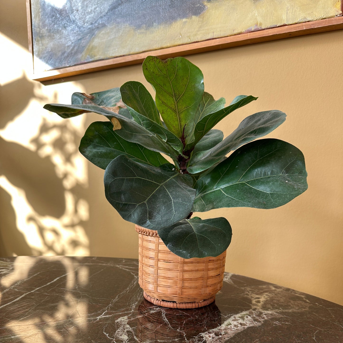 Kurve urtepotteskjuler